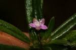 Image result for Gisekia africana