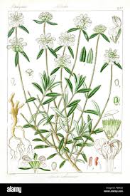 Image result for Leucas neuflizeana