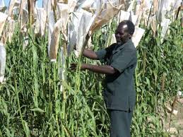 Image result for Sesbania macowaniana