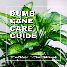 Dumb Cane Complete Care Guide In 2020 Dumb And Dumber Dumb Cane Plant Plant Care