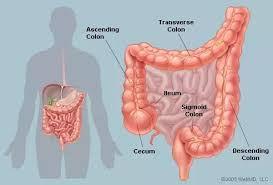 For descriptive purposes the abdomen can be divided into quadrants (left and right, upper and lower) by using the. What Organ Is On The Left Side Of Your Abdomen Quora