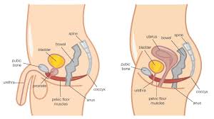 Do the exercises while lying down. Pelvic Floor Workout The Best Kegel Exercise For Men Man Of Many