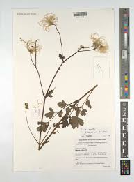 Image result for Clematis villosa