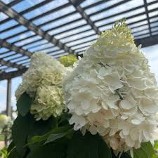 Image result for Gaertnera paniculata