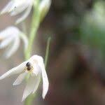 Image result for Polystachya laurentii