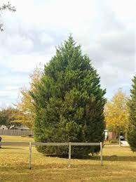 This tree will grow 60 to 70 feet tall and 12 to 20 feet wide. Leyland Cypress Trees For Sale Shop Plantsbymail Com