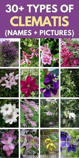We did not find results for: Clematis 30 Varieties Of Clematis Growing And Care For Leather Flower