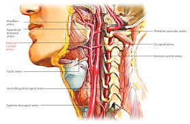 Sleep apnea.spells of stopping breathing at night may increase your risk of stro. External Carotid Arteries Earth S Lab
