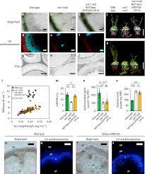 Maybe you would like to learn more about one of these? Complete Substitution Of A Secondary Cell Wall With A Primary Cell Wall In Arabidopsis Nature Plants