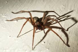 Das ist das neue ebay. Grosse Winkelspinne Lernen Sie Die Hausspinne Naher Kennen