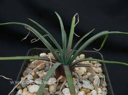 Image result for Aloe ballii