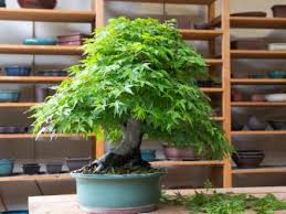 With bonsai, the goal is to water to saturation (that is, watering until water drains through the drainage holes in the bottom of the pot). Bonsai Tree Care The Basics On How To Grow Bonsai Hgtv