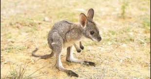 Quick While The Yanks Are Asleep Post Pics Of Joeys Kangaroos Cute Animals Cute Baby Animals Baby Animal Names
