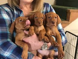 We did not find results for: Vizsla Puppies Ohio