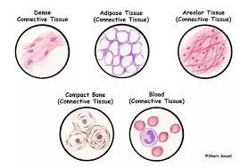 There are four basic types of tissue in the body of all animals, including the human body and lower multicellular organisms, such as insects. What Are The Different Types Of Tissue Found In Animals Quora