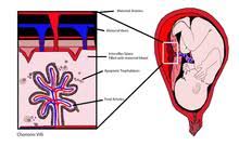 Cell Free Fetal Dna Wikipedia