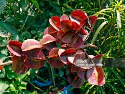Image result for Combretum sp. A