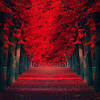 Find images of red wallpaper. 3