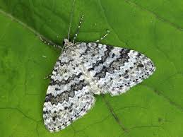 Image result for Entephria caesiata