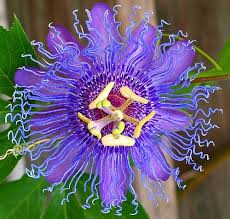 Pin On Garden Variety