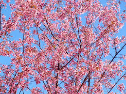 Image result for Prunus cerasoides