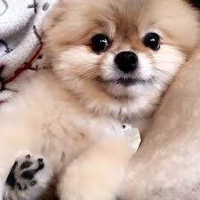Freunde von amphibien, finden hier wunderschöne frösche und salamander. 17 Adorable Who Knew A Pup Could Look So Cute Teacupchihuahua Tiere Hund Niedliche Hunde Flauschige Hunde