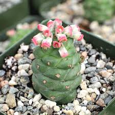 Image result for Euphorbia lividiflora