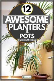 Sandy loam is the best foundation for palms because it supports root growth. 12 Awesome Planters Pots For Palm Trees Garden Tabs