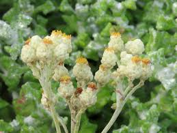 Image result for Helichrysum geminatum
