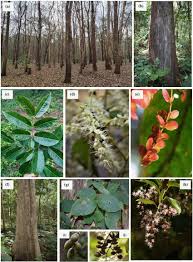 Image result for Terminalia