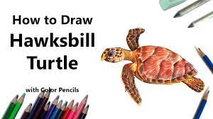 Choose your favorite hawksbill sea turtle paintings from 231 available designs. How To Draw A Hawksbill Turtle With Color Pencils Time Lapse Youtube