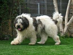 Au tendinta de a deveni independenti si. 14 Ciobanesc Mioritic Ideas CiobÄƒnesc Romani Caine CiobÄƒnesc