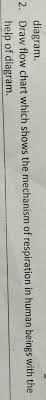 Draw Flowchart Which Shows The Mechanism Of Respiration In