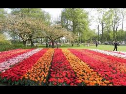 Check spelling or type a new query. Albany Tulip Festival Youtube