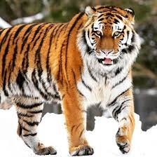 The Amazing Siberian Tiger Also Known As The Amur Tiger The Largest Big Cat On Our Planet Found In The Wild Getting Amur Tiger Big Cats Siberian Tiger