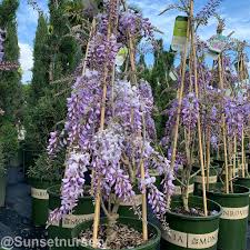 Texas purple japanese wisteria showy, large clusters of sweetly fragrant purple flowers in spring are followed by large, compound, dark green leaves on vigorous twining stems. Sunset Nursery Wisteria Floribunda Texas Purple Facebook