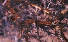 Image result for Acacia exuvialis