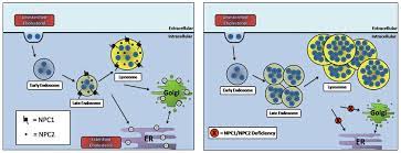 Healthlabs.com has been visited by 10k+ users in the past month Lipid Trafficking Defects In Niemann Pick Type C Disease Download Scientific Diagram