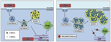 Type c (c1 or c2) is a neurodegenerative disease caused by the accumulation of lipids (fats) in the liver and brain. Lipid Trafficking Defects In Niemann Pick Type C Disease Download Scientific Diagram