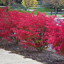 Two traits to look for, in order to. Dwarf Burning Bushes Greenwood Nursery