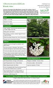 We live in the woods with mostly sun throughout the day. Viburnum Prunifolium Black Haw Master Gardeners Of Northern Virginia