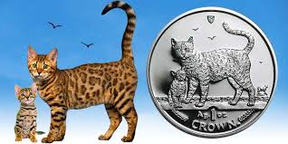 Cost And Other Things To Consider Before Buying A Bengal Cat