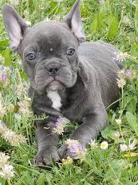 We also produce variations of blue frenchie puppies, chocolate french bulldogs, fawn. Dixon Blue French Bulldog Akc For Sale In Denver Colorado Vip Puppies French Bulldog Blue French Bulldog Puppies Bulldog Puppies