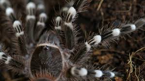 Probably the cutest tarantula picture i've ever seen. Tarantulas Smuggled In Illegal Wildlife Trade End Up At Cincinnati Zoo