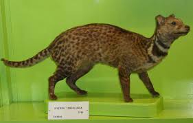 Luwak or civet coffee still the most expensive coffee at this moment, with around $31.00 per ounce or $109.00 each 100g. The Civet Cat An Endangered Species That Lives In The Rain Forest Owlcation