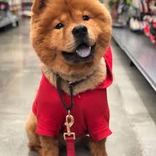 Image result for chow chow
