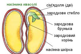 Картинки по запросу будова насіння