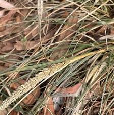 Image result for Sporobolus africanus