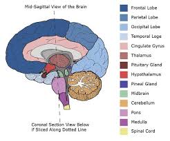 Mid Sagittal Cross Section Of Brain Brain Anatomy Brain Diagram Brain Surgery
