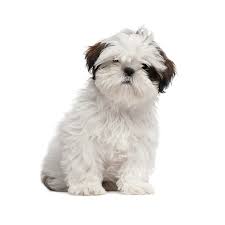 Jump to shih tzu shelters and rescues in florida learn more about adopting a shih tzu puppy or dog below are our newest added shih tzus available for adoption in florida. Petland Florida